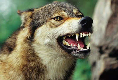 This Wolf is Scary – East Portland Blog