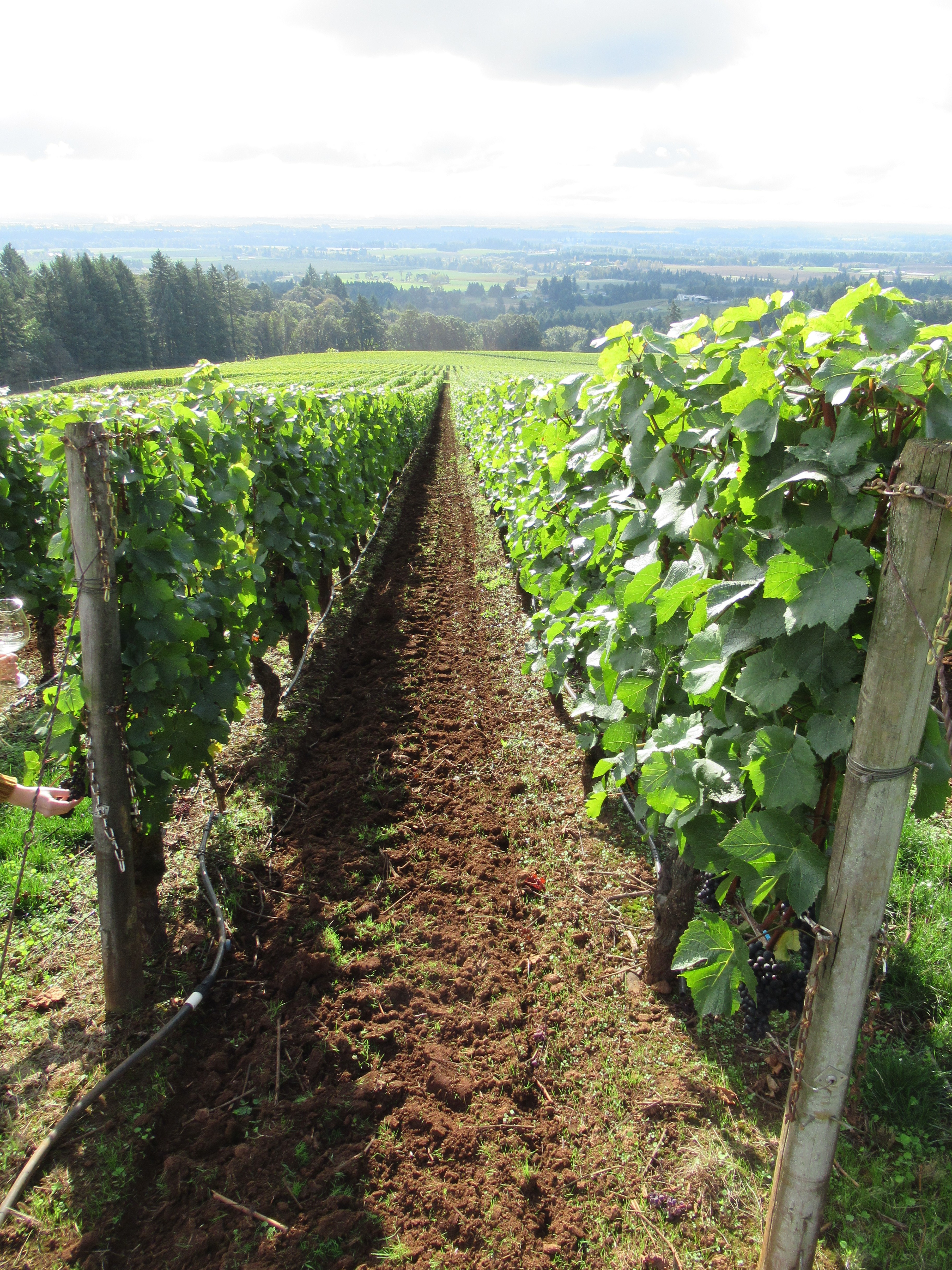 Harvest Time In The Willamette Valley, by Chuck Strom East Portland Blog