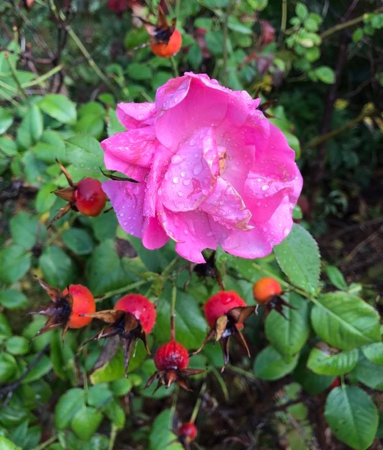 Eating from your yard tipHow to eat roses, by Jill Kuhel East